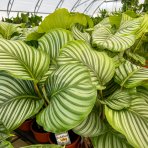 Kalatea guľatolistá (Calathea orbifolia) - výška 40-50 cm, kont. C3L